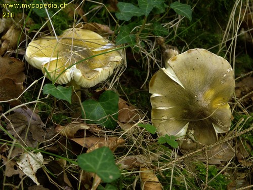 Tricholoma sejunctum - 