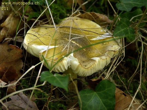 Tricholoma sejunctum - 