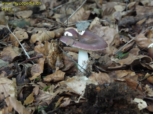 Russula firmula - 