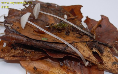 Mycena stylobates - 