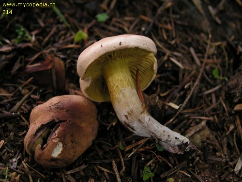 Tricholoma bufonium - 