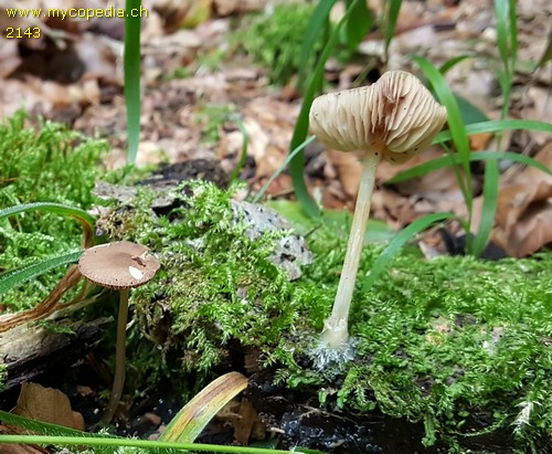 Pluteus phlebophorus - 