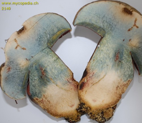 Rubroboletus satanas - 