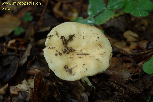 Russula farinipes - 