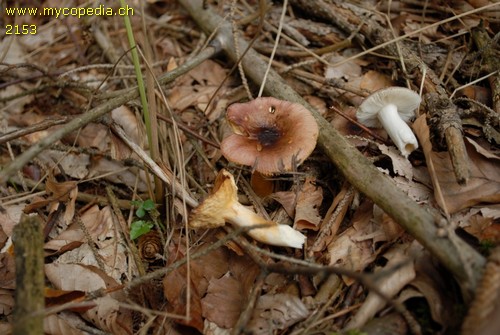 Russula puellaris - 