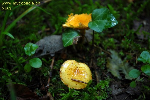 Pholiota lucifera - 