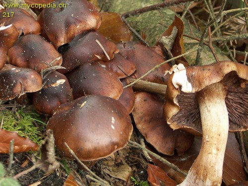 Tricholoma ustale - 