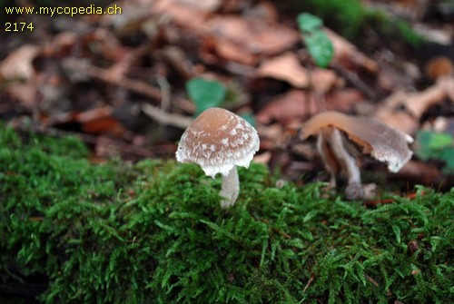 Psathyrella olympiana - 