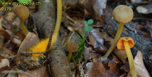 Mycena aurantiomarginata - 