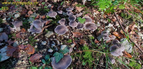 Tricholoma terreum - 