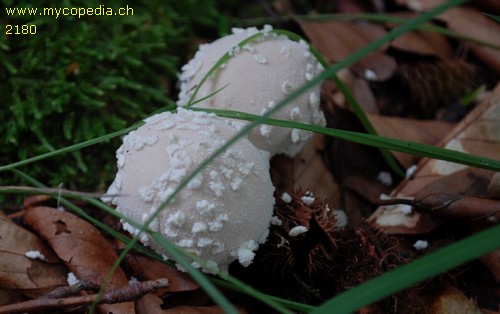 Lycoperdon mammiforme - 