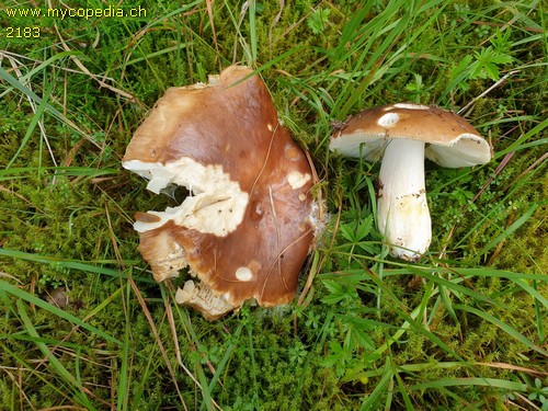 Russula integra - 