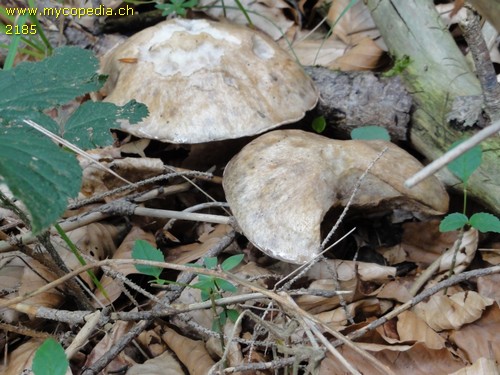 Suillus viscidus - 