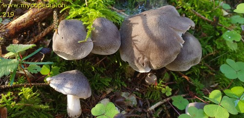 Tricholoma terreum - 