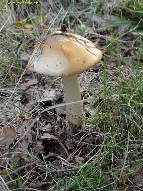 Amanita crocea - 