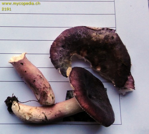 Russula amoena - 