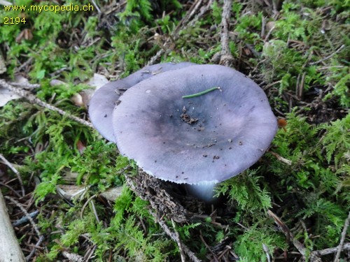 Russula cyanoxantha var. cyanoxantha - 