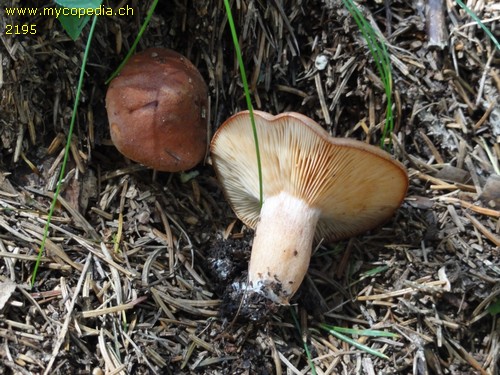 Lactarius rufus - 