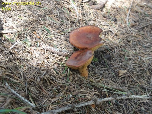 Lactarius rufus - 