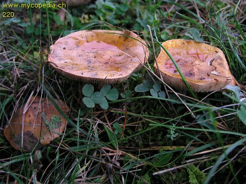 Tricholoma aurantium - 