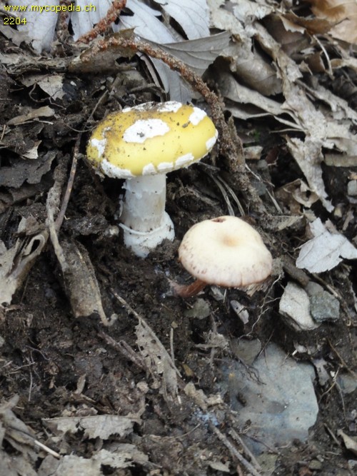 Amanita gemmata - 