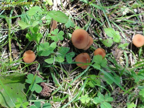 Laccaria laccata var. laccata - 