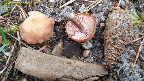 Laccaria laccata var. pallidifolia - 