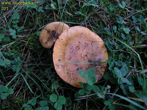 Tricholoma aurantium - 