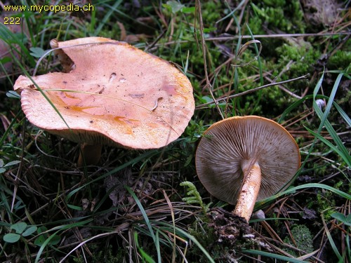 Tricholoma aurantium - 