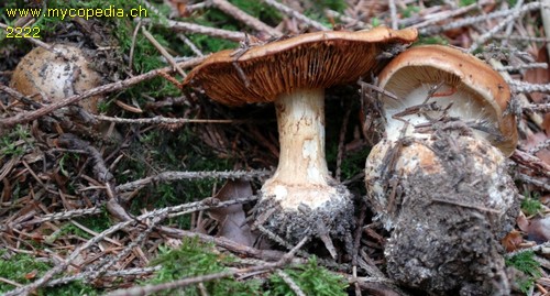 Cortinarius elegantior - 