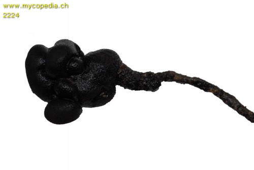 Xylaria polymorpha - 