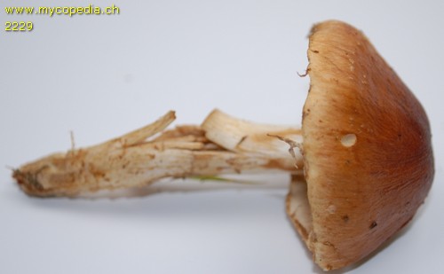 Psathyrella lutensis - 