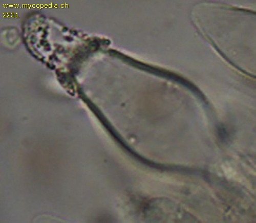Psathyrella lutensis - Cheilozystiden - 