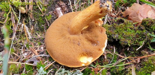 Suillus variegatus - 