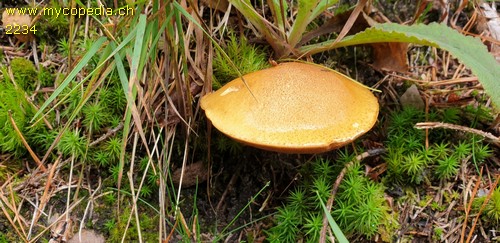 Suillus variegatus - 