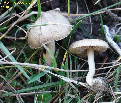 Inocybe flocculosa - 