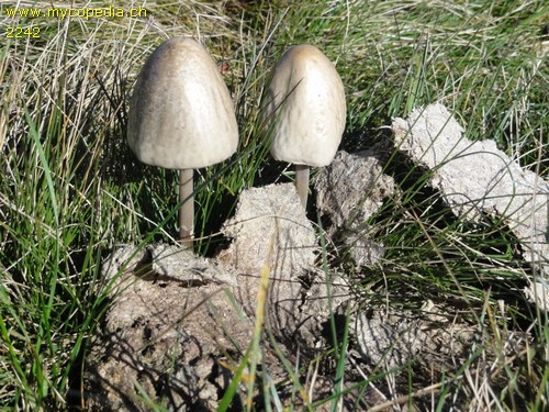 Panaeolus semiovatus - 