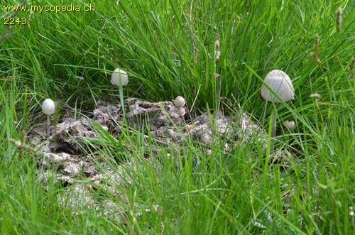 Panaeolus semiovatus - 