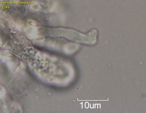 Laccaria altaica - Marginalzellen - 