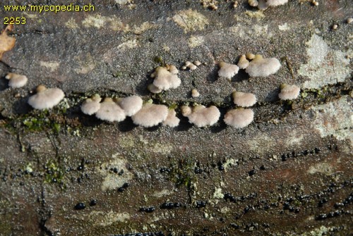 Schizophyllum commune - 