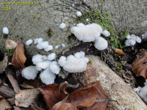 Schizophyllum commune - 