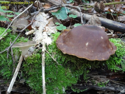 Polyporus badius - 