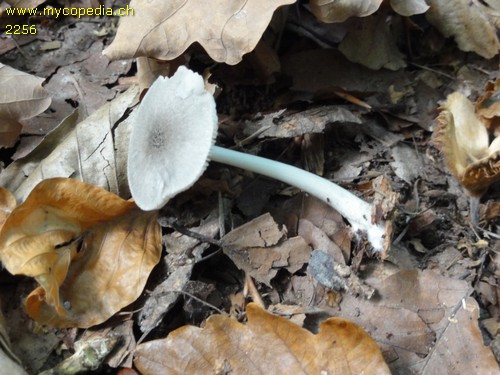 Pluteus salicinus - 