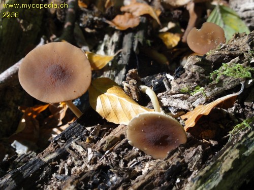 Pluteus phlebophorus - 