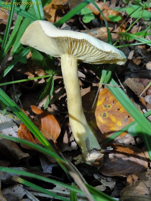 Tricholoma sulphureum - 