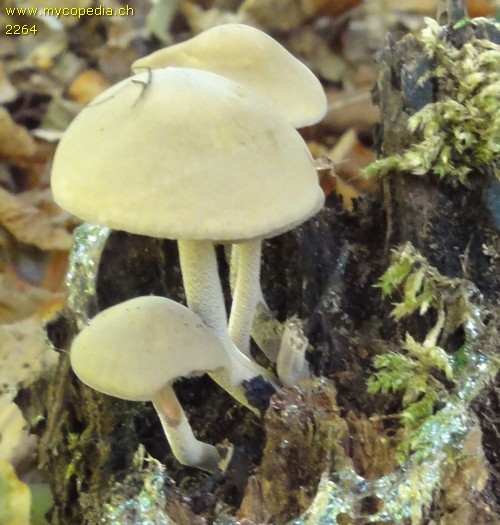 Psathyrella spadiceogrisea - 