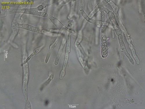 Russula heterophylla - HDS - 