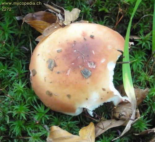 Russula emeticicolor - 