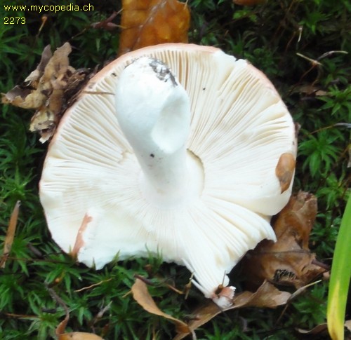 Russula emeticicolor - 