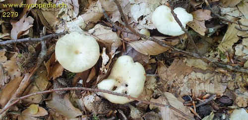 Clitocybe subspadicea - 